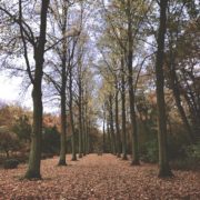 Alter mann geht im Park spazieren