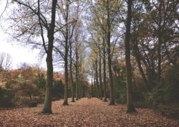 Alter mann geht im Park spazieren