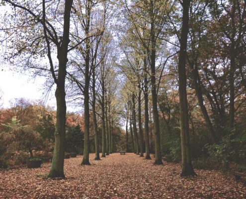 Alter mann geht im Park spazieren