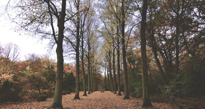 Alter mann geht im Park spazieren