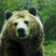 Mitarbeiter­motivation: Ist Ihr Team Bären­stark?