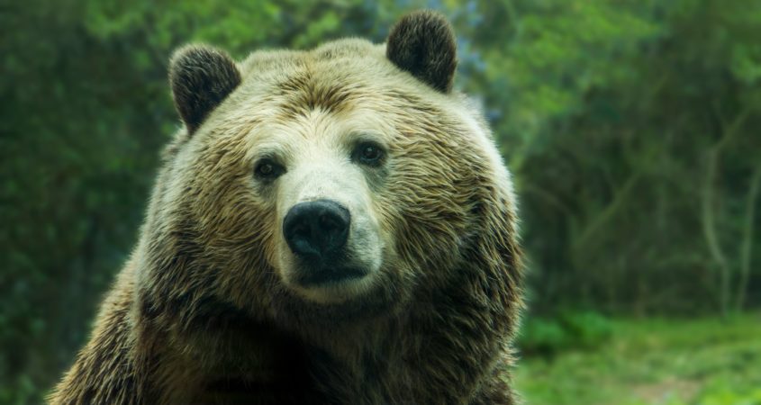 Mitarbeiter­motivation: Ist Ihr Team Bären­stark?