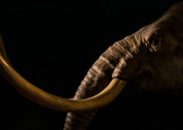 Was wir aus einem Mammut-Projekt gelernt haben