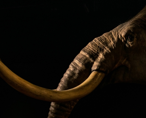 Was wir aus einem Mammut-Projekt gelernt haben