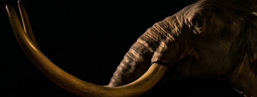 Was wir aus einem Mammut-Projekt gelernt haben