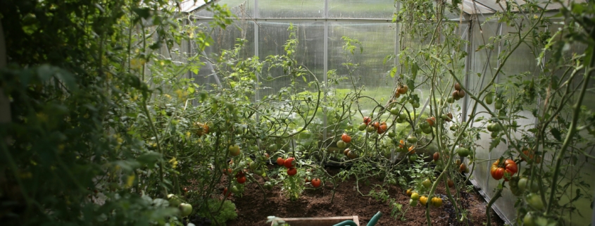 Leichen im Garten?